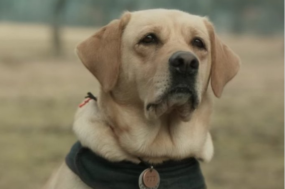 photo source:Twitter.com