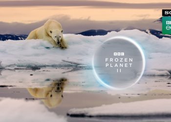 Picture Shows: A Polar bear rests on the ice in the high Arctic.