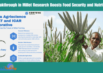 Breakthrough in Millet Research Boosts Food Security and Nutrition