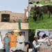 Samast Mahajan Leads the Way in Animal Welfare Initiatives