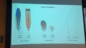 Types of Feathers